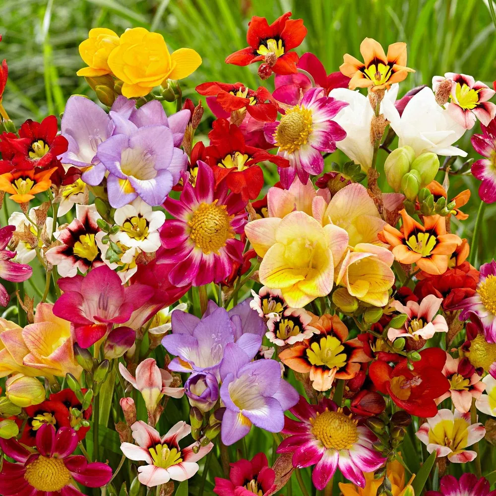 30 bulbes de fleurs d'été en mélange - le sachet de 30 bulbes, vendu par lot de 2