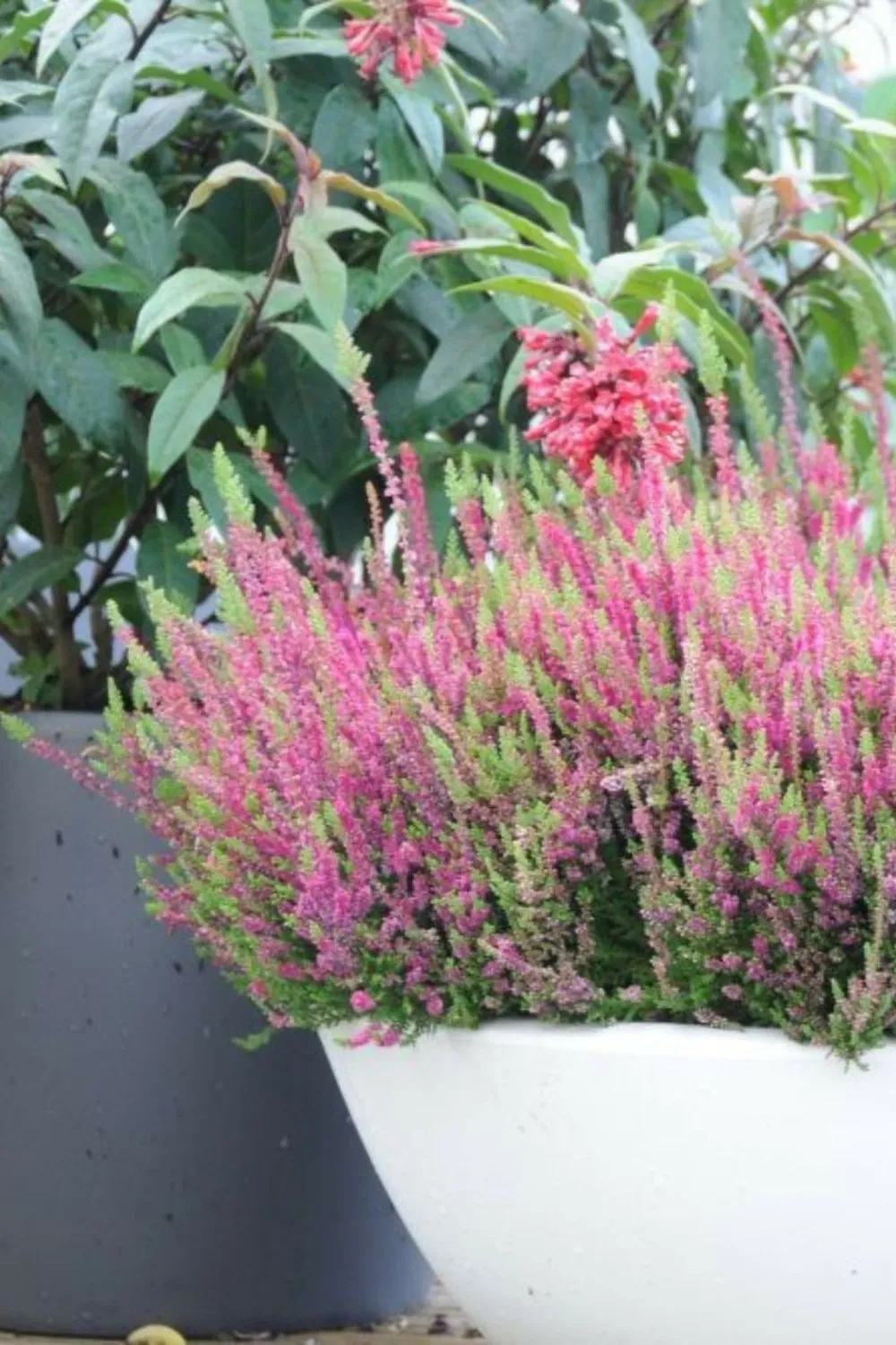 Bruyère d'été 'dark beauty' - en pot de 1 litre