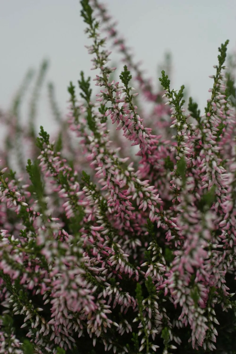 Bruyère d'été 'marlies' - en pot de 1 litre