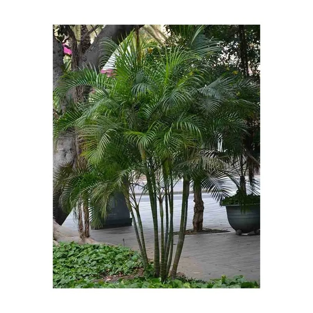 Dypsis lutescens (palmier multipliant) pot de 45l - 200/225cm
